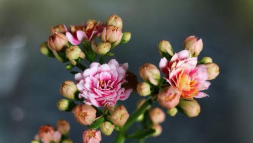 養長壽花學會「先懶後勤」，花期長，復花快