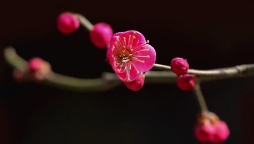 如何養骨裡紅梅，才能開花又多又鮮豔？簡單實用的方法在這裡