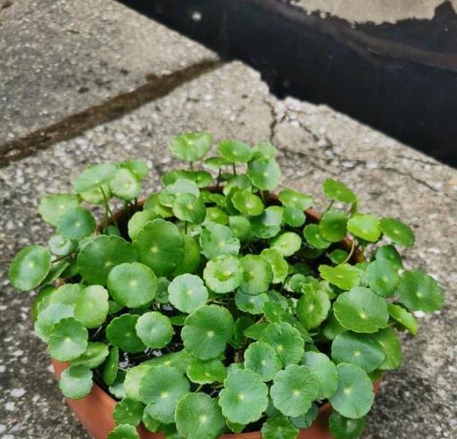 冬天養銅錢草，保證兩點，生長快，葉綠更茂密