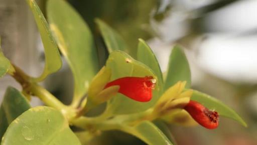 冬季金魚花長得慢不開花？4+1做好後，春節花滿枝頭，來年更旺