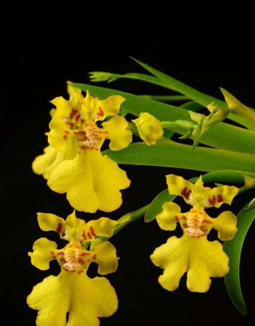 冬天4盆「香水花」，個個賽「牡丹」，朵朵香豔，滿屋得祥瑞