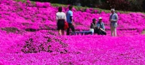 開成「紅毯」的4種花，撒把種子開花十幾年，鄰居見了都眼饞