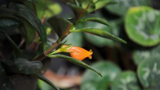 冬季金魚花長得慢不開花？4+1做好後，春節花滿枝頭，來年更旺