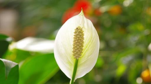 適合冬天養的8種耐陰花，沒有直射光，也能有花賞