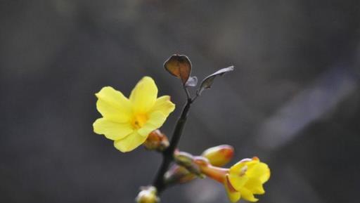 小寒過後，想要迎春花提前開花，四點做好後，開花多而美