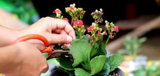 長壽花冬天不開花怎麼辦？控水、控枝，注意這兩點，花苞擠滿