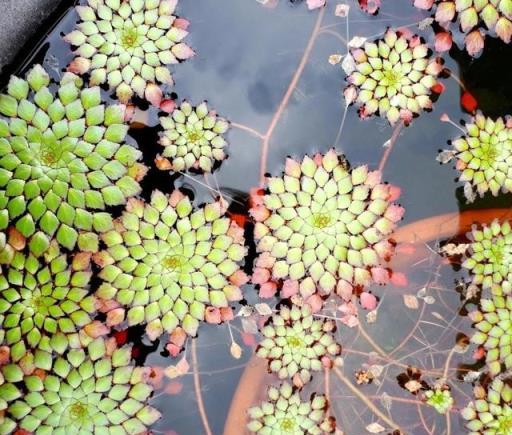 很適合養在室內的7大類水生植物，給適當光照，就能開出可愛小花