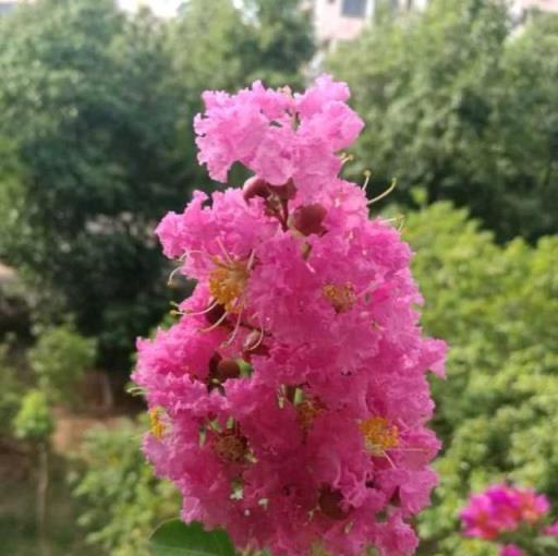 紫薇花怎麼養？注意這幾點，樹形優美，夏秋繁花滿樹