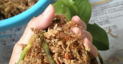 愛養花的人，蝴蝶蘭開完花從來不扔掉，用點「小技巧」就能養好