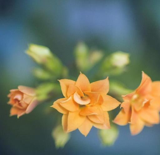 養長壽花學會「先懶後勤」，花期長，復花快