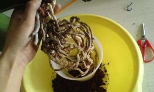 愛養花的人，蝴蝶蘭開完花從來不扔掉，用點「小技巧」就能養好