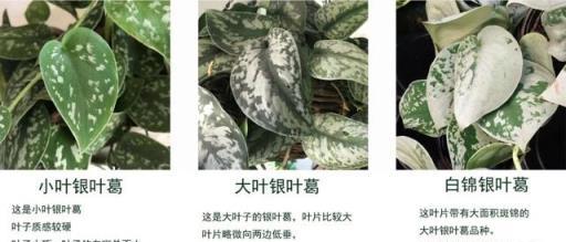 往黃金葛的葉子上噴一種東西，可促進它開花，附黃金葛品種大全