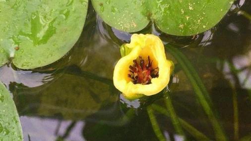 很適合養在室內的7大類水生植物，給適當光照，就能開出可愛小花