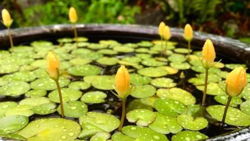 很適合養在室內的7大類水生植物，給適當光照，就能開出可愛小花