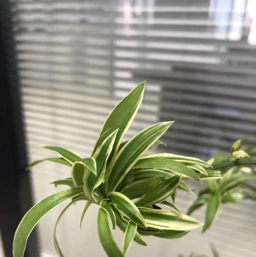 家養吊蘭妙招，兩種水讓吊蘭瘋長，繁茂翠綠