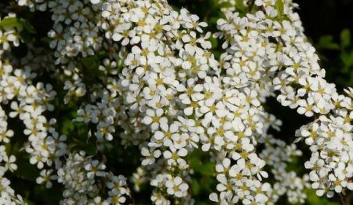 春天開花燦爛的5種花卉，個個漂亮養眼還好養