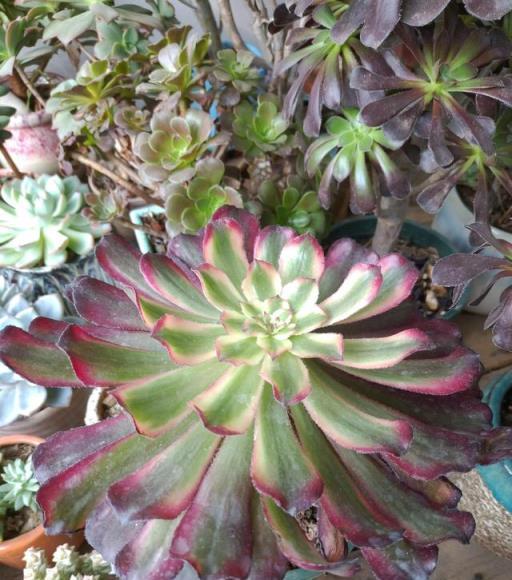 豔冠群芳的多肉法師，花卉藝術欣賞與養護指南-imomo植物識別