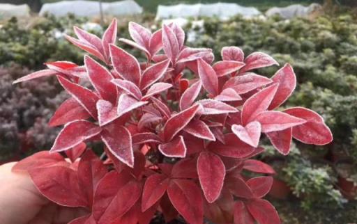 7種「紅色系」年宵花，養在家中添喜氣，紅紅火火過大年