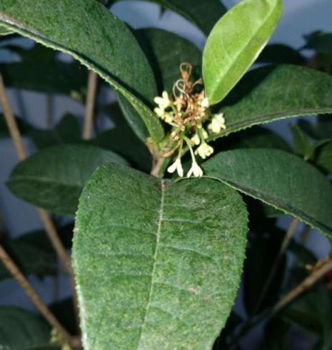 過年客廳別養4種「漏財」花，親朋笑話不說，自己心裡也添堵