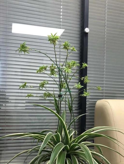 家養吊蘭妙招，兩種水讓吊蘭瘋長，繁茂翠綠