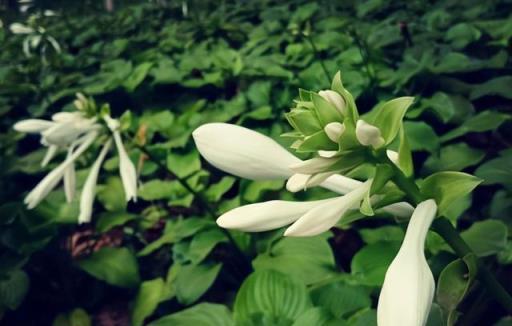 3種植物界耐陰高手，室內弱光也能養，注意這幾點就行