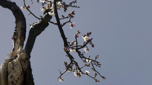 梅花若有「二絕、三美、四貴」，說明養功到位，恭喜你