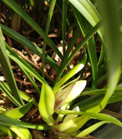 立春過後，家裡養了長壽花、蘭花，要多修剪、晒太陽，開得更旺盛