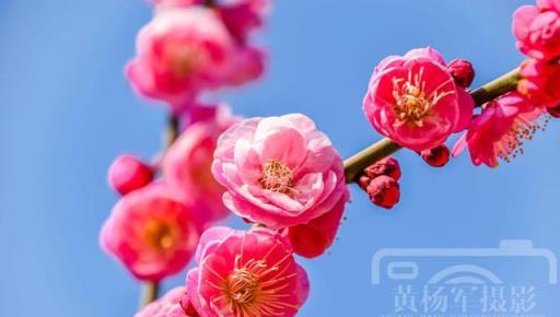 梅花嬌豔綻放的美麗，粉紅色的花朵熟悉美豔的植物，寒冬特美的花