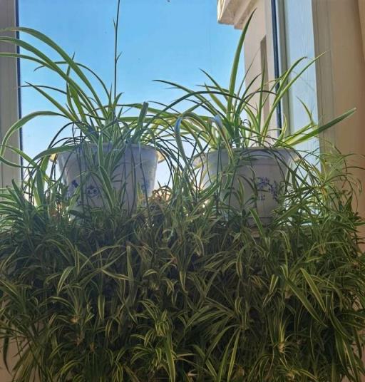 家養吊蘭妙招，兩種水讓吊蘭瘋長，繁茂翠綠