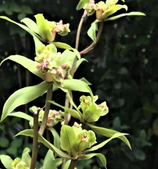 立春過後，家裡養了長壽花、蘭花，要多修剪、晒太陽，開得更旺盛