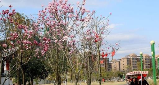 在花園裡或庭院種這「6種樹」，好打理又大氣，寓意好還能乘涼！