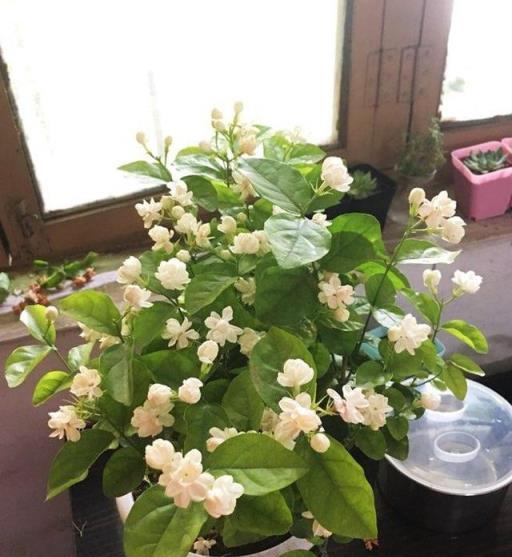 6種花黃葉長的慢？澆水兌一碗「酸醋」，葉子綠油油，開花擠爆盆