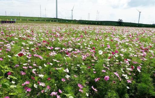 花木春秋16：又名格桑花波斯菊，卻與西藏波斯無關，來自墨西哥