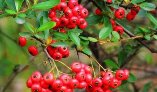 7種「紅色系」年宵花，養在家中添喜氣，紅紅火火過大年