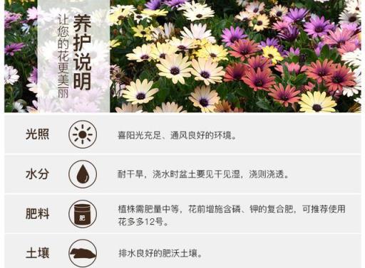 高階復古系菊花—南非萬壽菊，你種過沒？