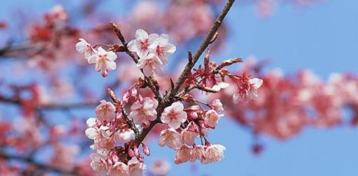 「詩詞鑑賞」三月桃花開，十首桃花的詩詞，驚豔了整個春天