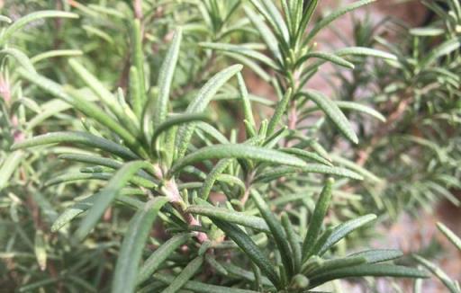 盆栽迷迭香的「種植技巧」，從小苗長成小樹，枝繁葉茂又芳香