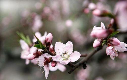 「詩詞鑑賞」三月桃花開，十首桃花的詩詞，驚豔了整個春天