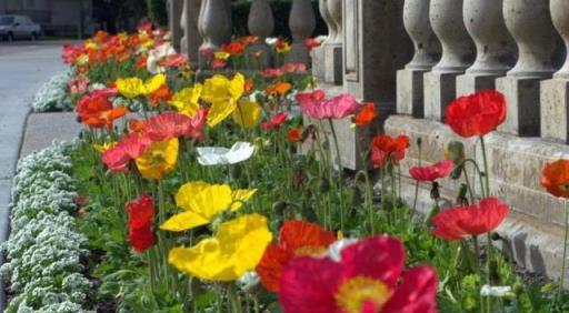 2月養盆虞美人？花大色豔、花期長，一年開花200天，好養好看