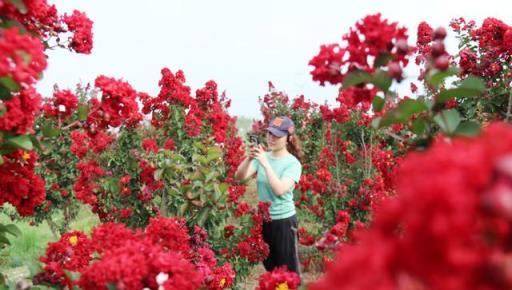 春季重剪——讓你的紫薇枝繁葉茂、花開滿樹的祕訣