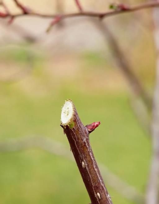 天狼說月季丨月季花牆如何牽引，這份指南值得收藏