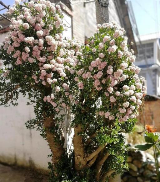 6種能養10+年的長壽植物，顏值高好養護，既能觀葉又可賞花