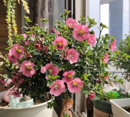 花卉市場買花「指南」，新手碰到4種花，再漂亮也不要買，難養好