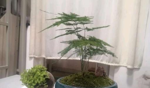 俗話說人養花，花養人，這5種花放在家裡好處多，全家老少更健康