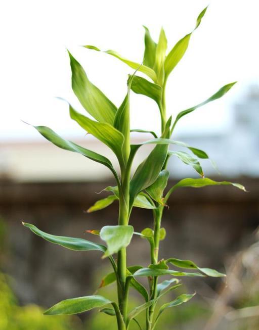 為什麼富貴竹「養單不養雙」？老阿姨一句話，慶幸自己養對了