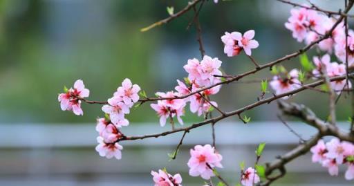 「詩詞鑑賞」三月桃花開，十首桃花的詩詞，驚豔了整個春天