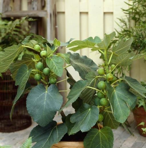 春天別隻種花，還可以種「果樹」，看著不起眼，越養「好處」越多