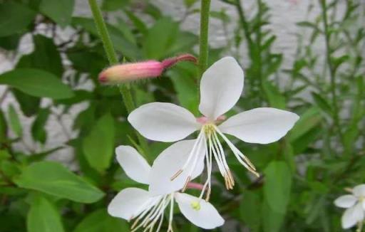 王阿姨養花確實「有一套」，院子裡就四種花，看著就像花園般漂亮