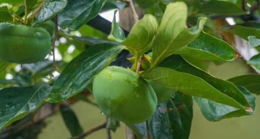 春天別隻種花，還可以種「果樹」，看著不起眼，越養「好處」越多