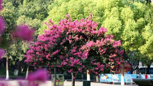 春季重剪——讓你的紫薇枝繁葉茂、花開滿樹的祕訣